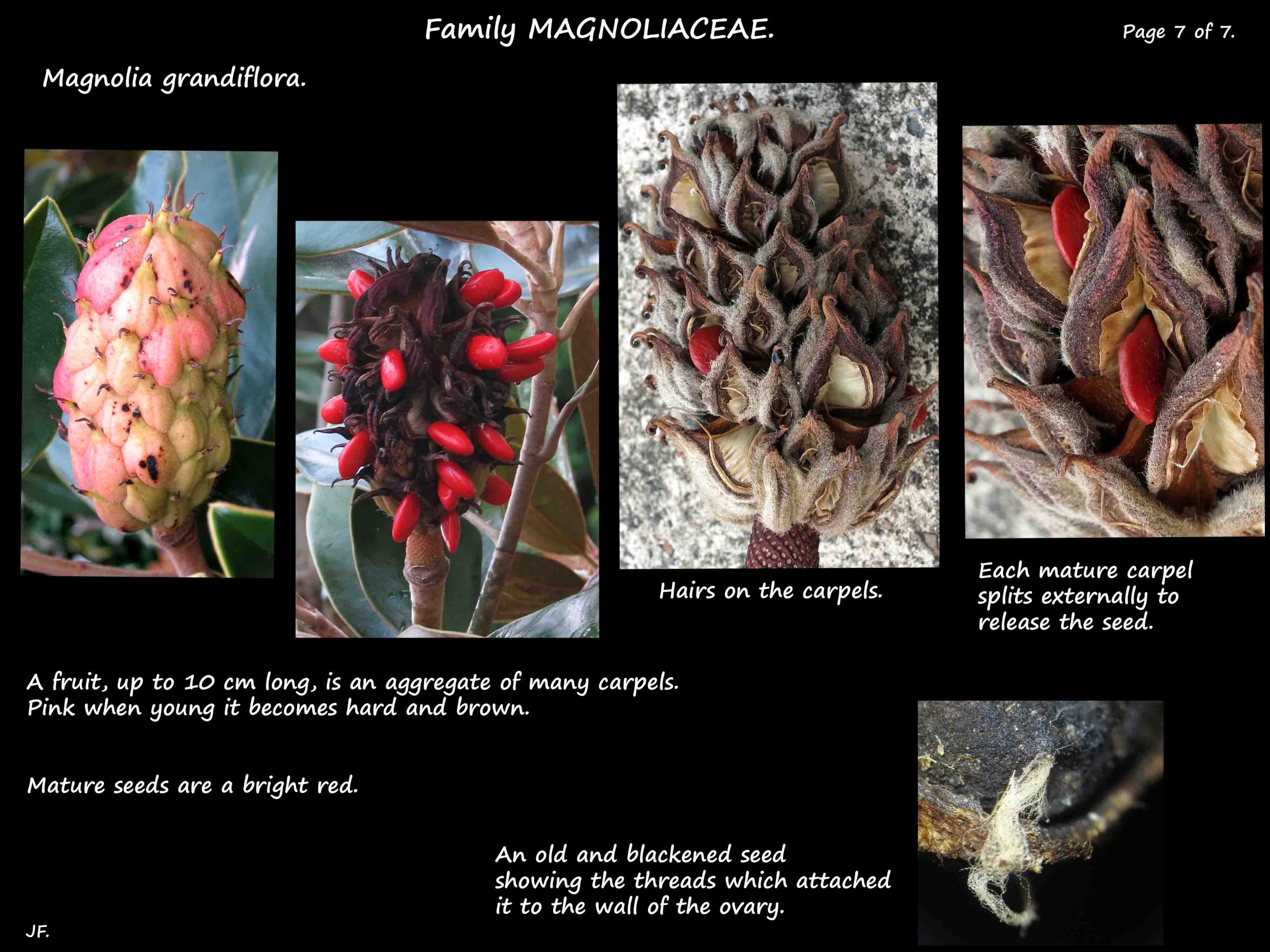 7 Aggregate fruit of Magnolia grandiflora